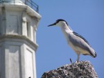 Alcatraz Lighthouse and Black-Crowned Night Heron - Roger Hothem USGS
