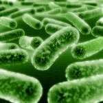Gut-flora-wallpaper