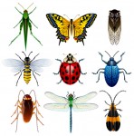 insecta_front