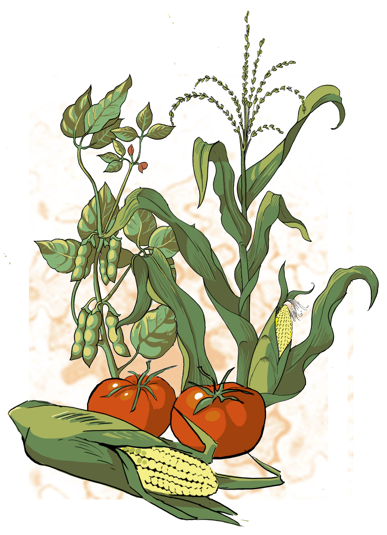 The Role of GMOs in Sustainable Food